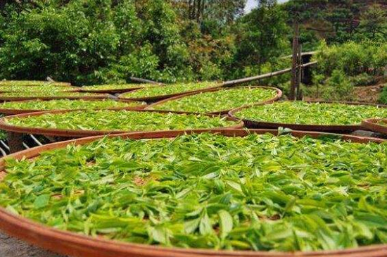 單叢茶十大香型以及常見(jiàn)品種大全，潮安鳳凰單樅十大名香歸類(lèi)