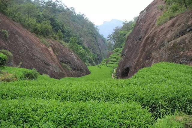 武夷山為什么盛產(chǎn)茶葉，武夷山茶為什么好喝？