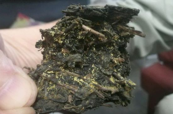 伏茶里的金花是黃曲霉素嗎，金花茯茶里的是什么菌