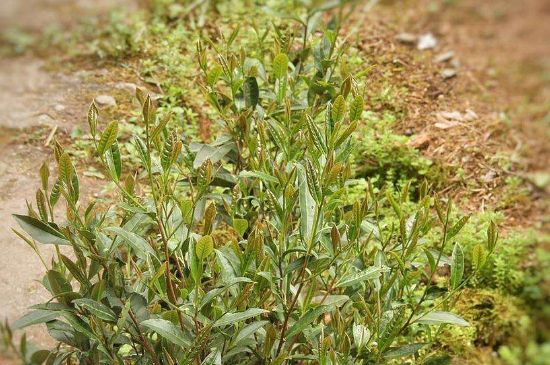 大紅袍四大品種有哪些，大紅袍的種類和著名品種特點(diǎn)介紹