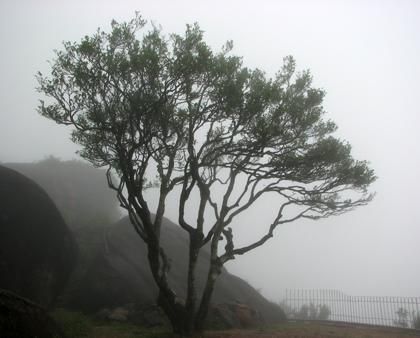 宋種一號價(jià)值為什么高，鳳凰單樅宋種1號價(jià)格與產(chǎn)量多少？