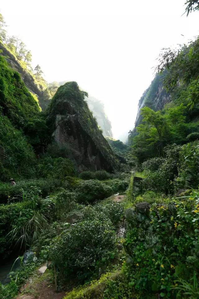 武夷山為什么盛產(chǎn)茶葉，武夷山茶為什么好喝？