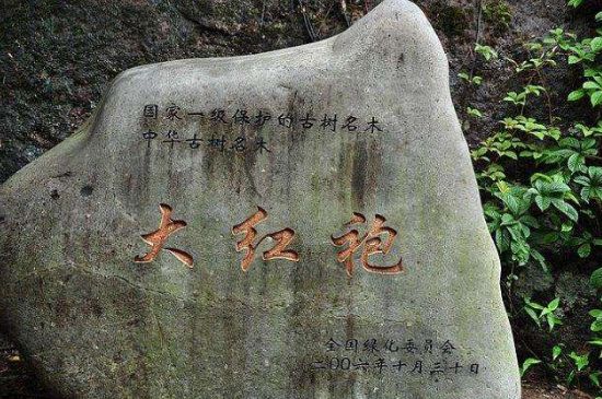 母樹大紅袍給誰喝了，為什么母樹大紅袍叫三棵六株？