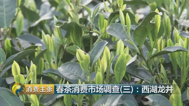 龍井群體種和43號的區(qū)別圖片，龍井43和群體種哪個好喝？