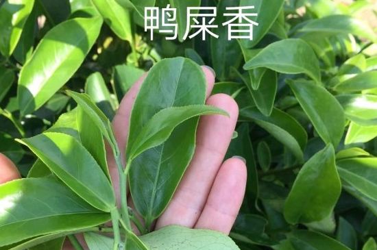鴨屎香和大烏葉是同一種茶葉嗎，單叢大烏葉和鴨屎香有什么區(qū)別？