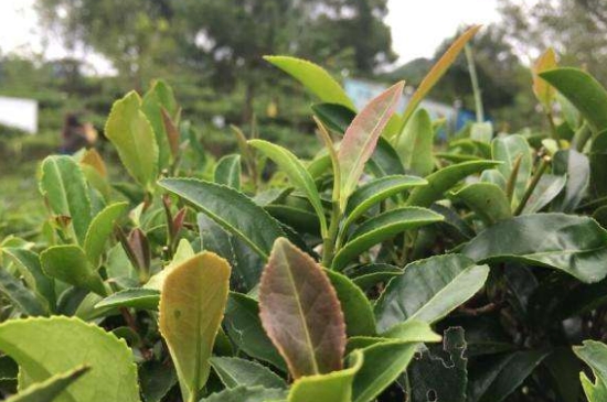 43號(hào)龍井屬于好茶嗎，龍井茶43號(hào)是什么意思？