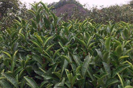 馬頭巖肉桂是大紅袍嗎，大紅袍肉桂屬于什么茶？