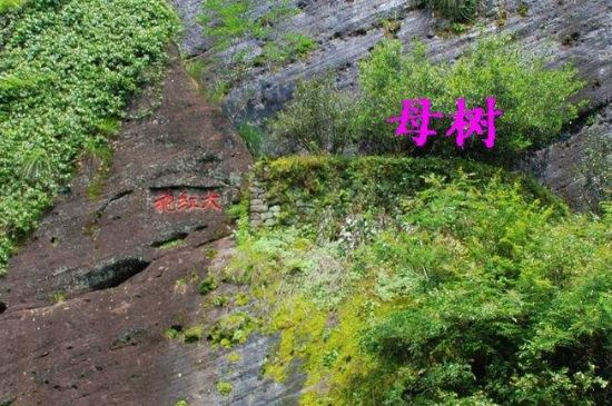 大紅袍拼配什么意思，大紅袍用什么茶拼配的