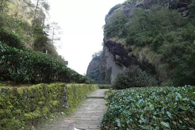 武夷山為什么盛產(chǎn)茶葉，武夷山茶為什么好喝？