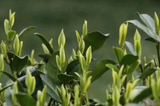 什么是雪前龍井茶，明前、雨前、雨后龍井有什么區(qū)別？