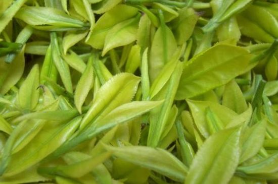 茶中奇葩黃金芽，安吉白茶中黃金芽的特點