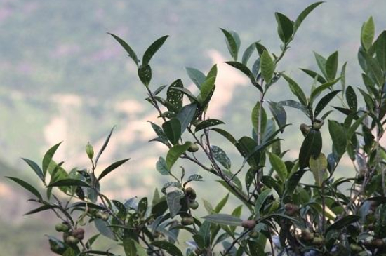 單叢茶十大香型以及常見(jiàn)品種大全，潮安鳳凰單樅十大名香歸類(lèi)