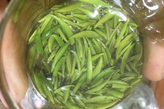 雀舌有一股青草味，雀舌為什么有青草味？