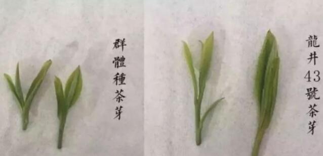 43號(hào)龍井屬于好茶嗎，龍井茶43號(hào)是什么意思？