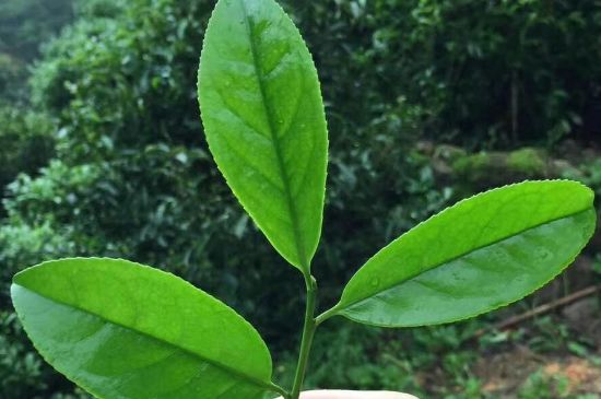 鋸朵仔跟鴨屎香哪個(gè)貴，鋸朵子和鴨屎香哪個(gè)好喝？