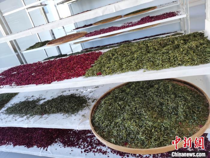 圖為王玲玲收購(gòu)的各種山茶?！⊥貘Q遠(yuǎn) 攝